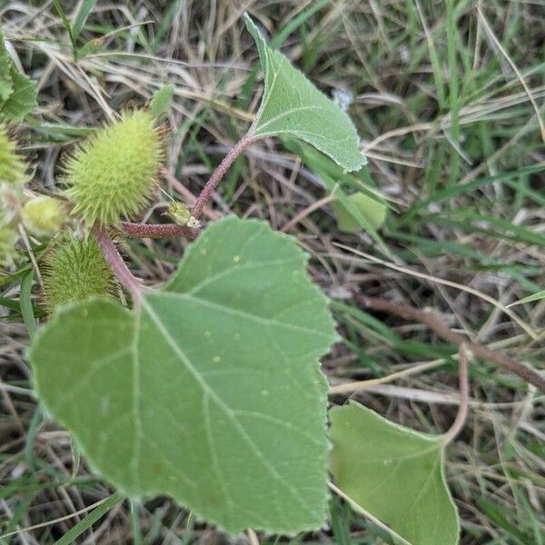 Xanthium strumarium Leaf