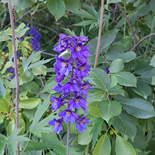 Delphinium elatum ফুল