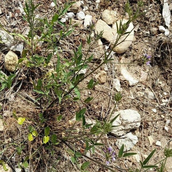 Bituminaria bituminosa Plante entière