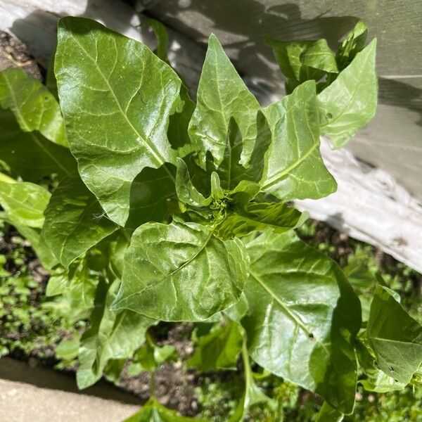 Spinacia oleracea Blatt