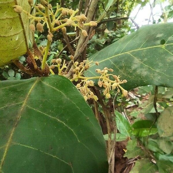 Heritiera littoralis Fruit