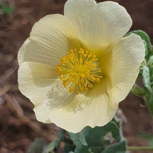 Abutilon grandiflorum Virág