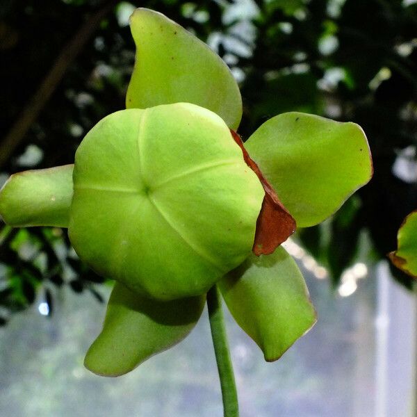 Sarracenia purpurea Floro