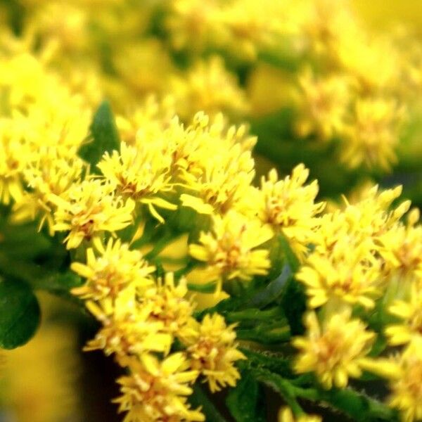 Solidago rugosa 其他