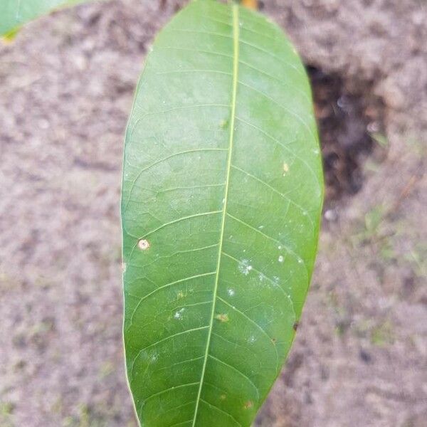 Mangifera indica Folha