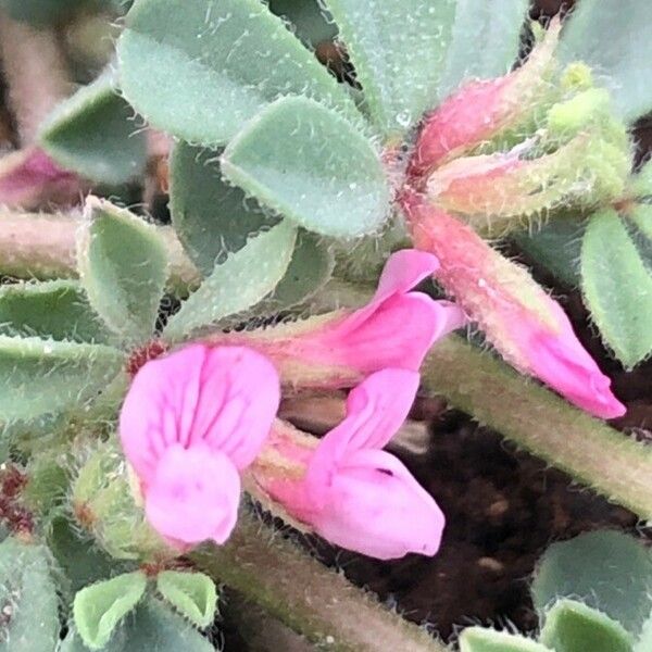 Lotus glinoides Flower