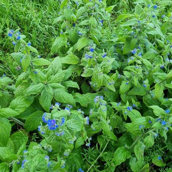 Pentaglottis sempervirens Агульны выгляд