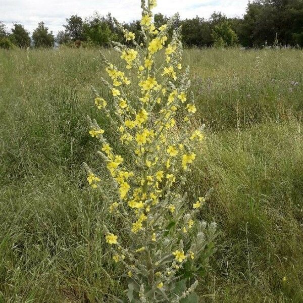 Verbascum pulverulentum Bloem