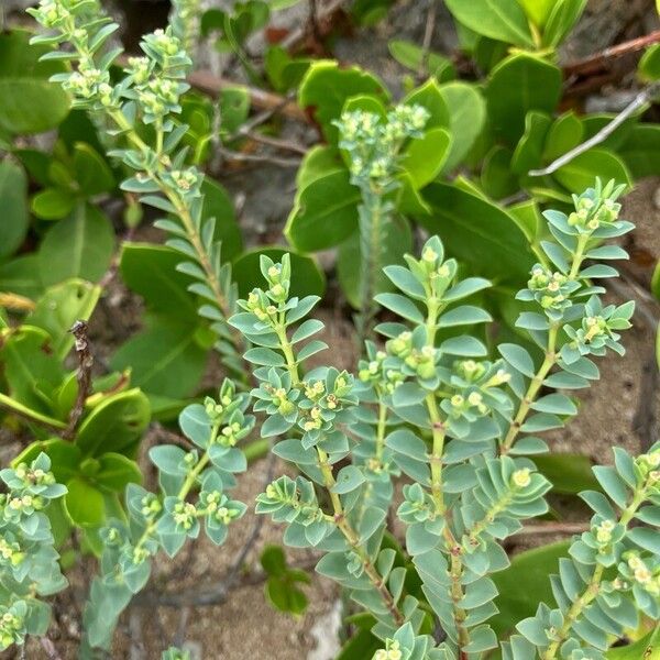 Euphorbia mesembryanthemifolia 叶