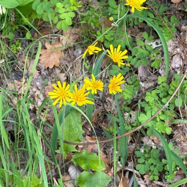 Hieracium murorum Pokrój