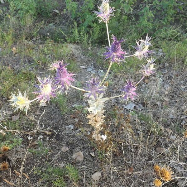 Eryngium leavenworthii Λουλούδι