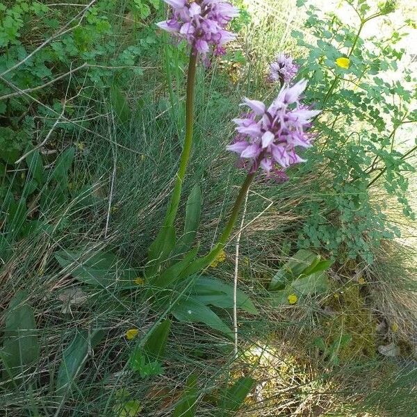 Orchis simia 花