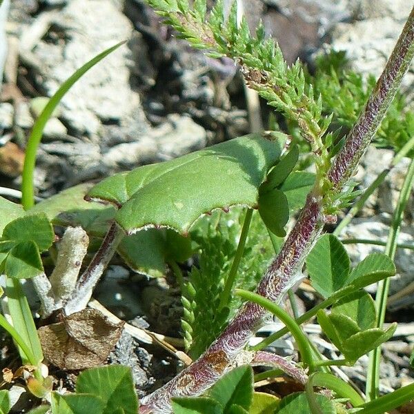 Achillea × roseoalba Leaf