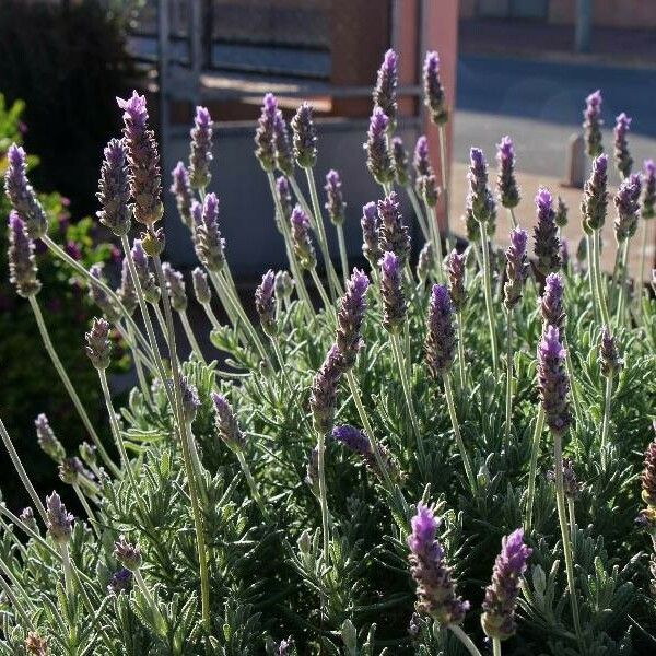 Lavandula dentata Kwiat