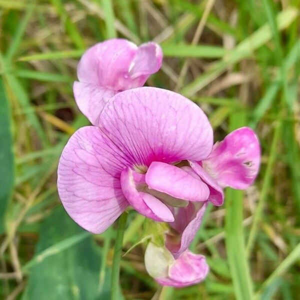 Lathyrus latifolius Blüte