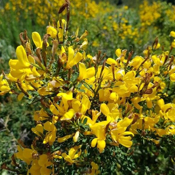 Genista scorpius ফুল