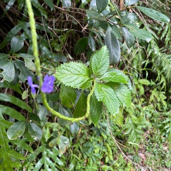 Stachytarpheta urticifolia Fiore