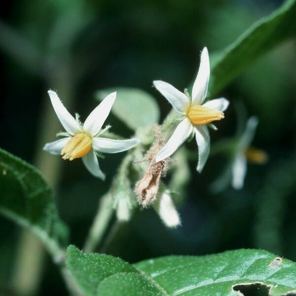 Solanum lanceifolium Žiedas