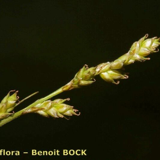 Carex brunnescens Plod