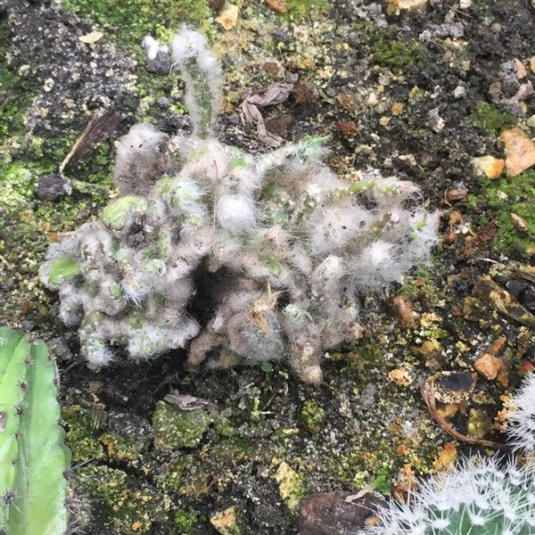 Austrocylindropuntia vestita Leaf