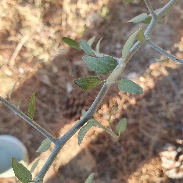 Ceanothus cordulatus Ліст