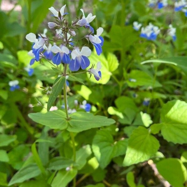 Collinsia verna Цвят