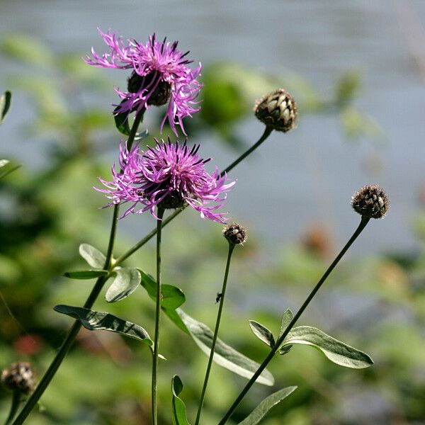 Centaurea scabiosa Hábito