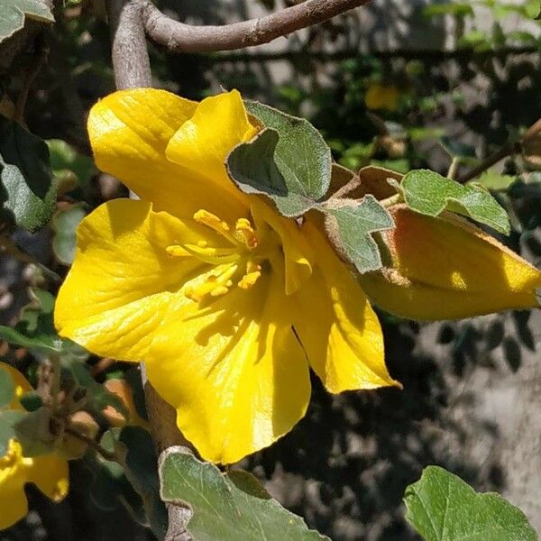 Fremontodendron californicum Cvet