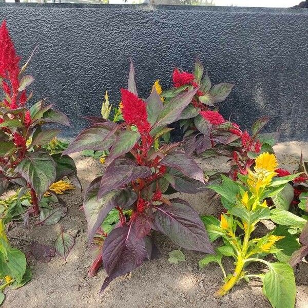 Amaranthus cruentus Blüte