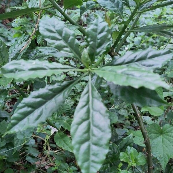 Leuenbergeria bleo Leaf