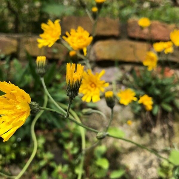 Hieracium murorum Õis