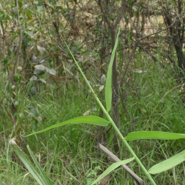 Flagellaria indica Leaf