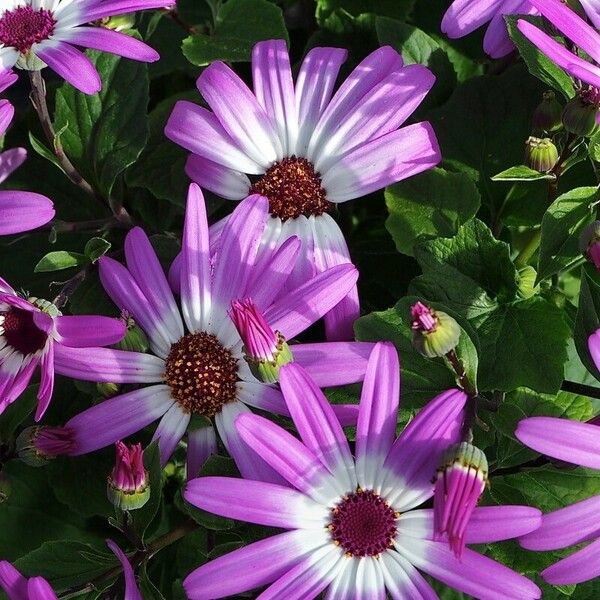 Pericallis lanata Flower