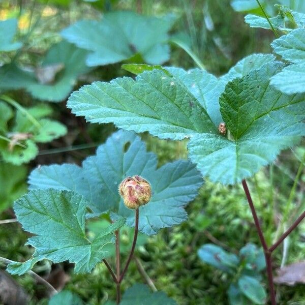 Rubus chamaemorus फल