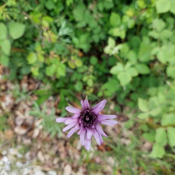 Scorzonera undulata Flower