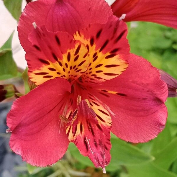 Alstroemeria ligtu Fleur