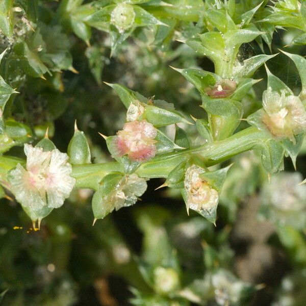 Salsola kali Flor