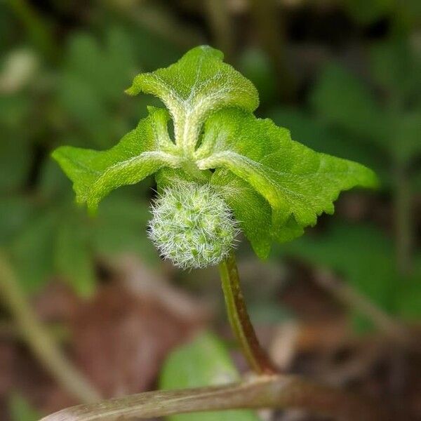 Hydrastis canadensis Fiore