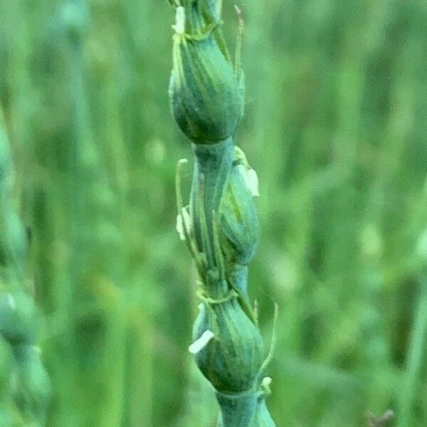 Aegilops ventricosa Цвят