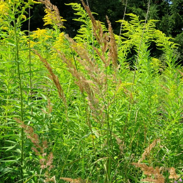 Calamagrostis epigejos Habitus