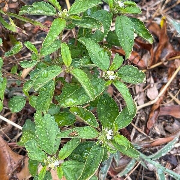 Croton glandulosus Fulla