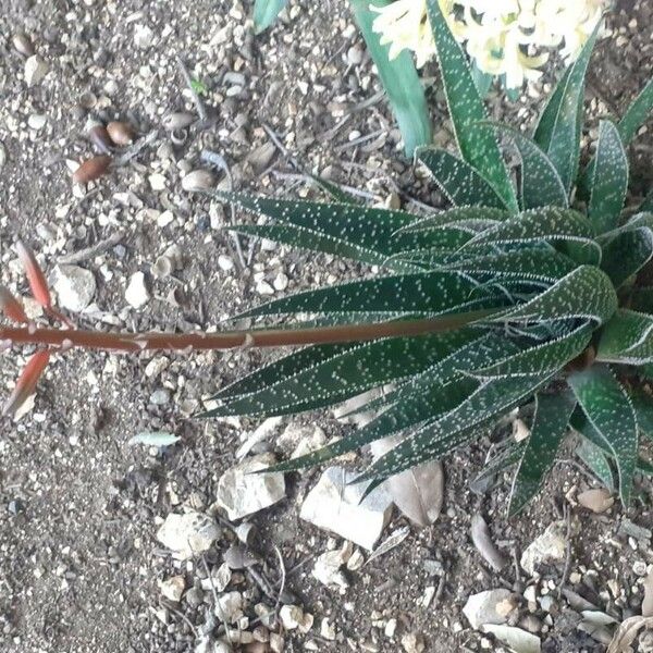 Aloe aristata Leaf