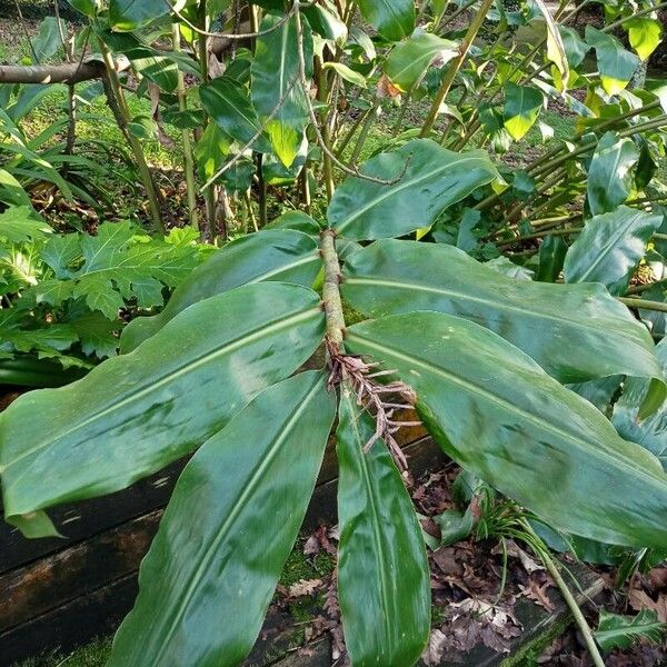 Hedychium gardnerianum পাতা