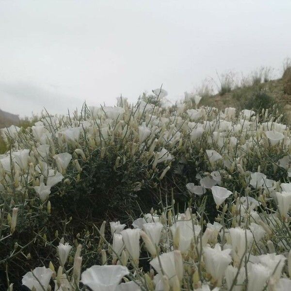 Convolvulus trabutianus Blomma