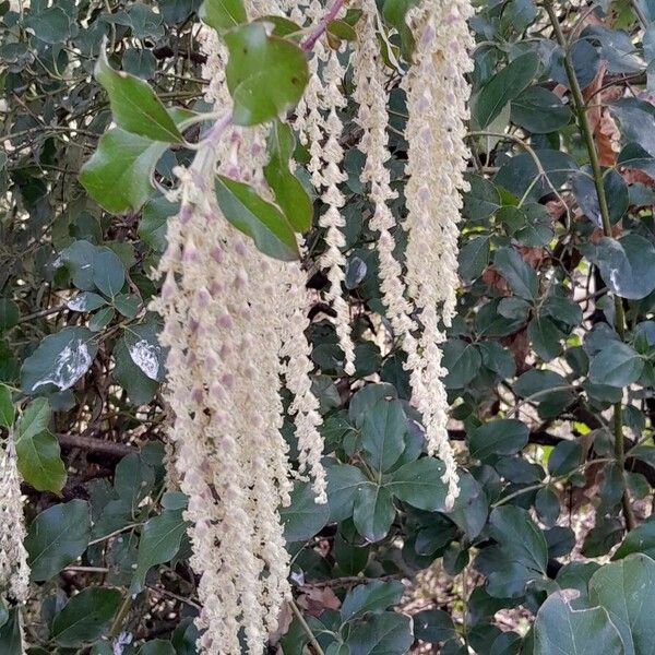 Garrya elliptica Flower