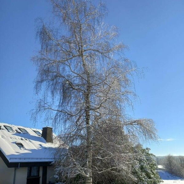 Betula pendula Tervik taim