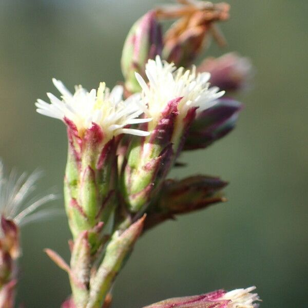 Symphyotrichum subulatum Цвят