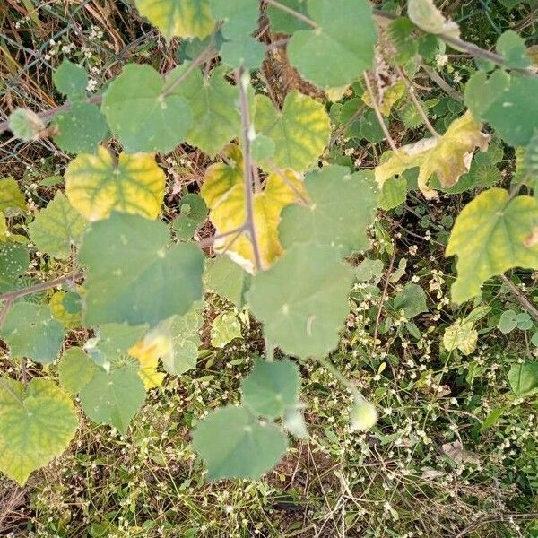 Abutilon indicum 葉