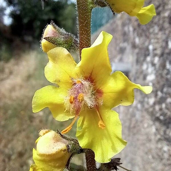 Verbascum virgatum Bloem