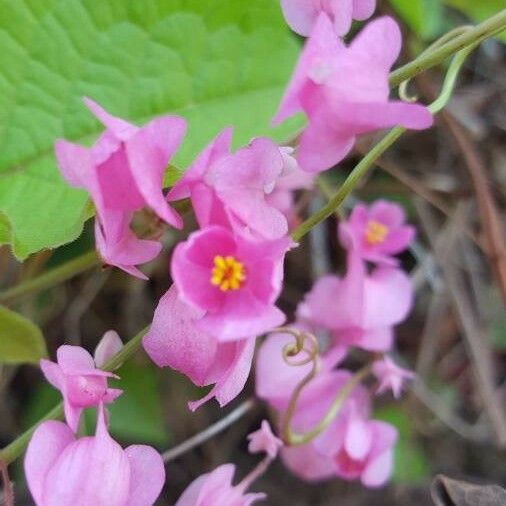 Antigonon leptopus 花